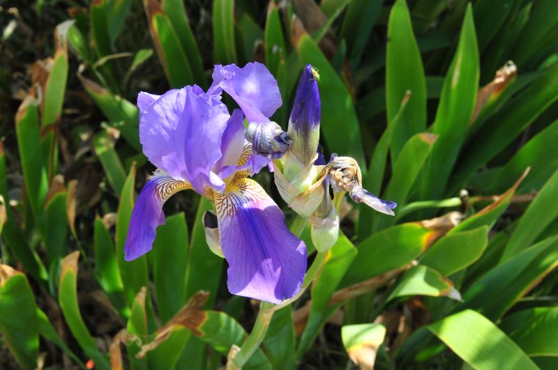 Iris germanica